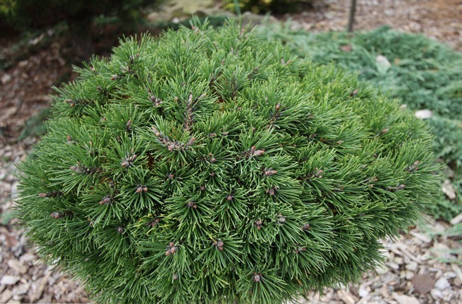 Pinus uncinata Grune Welle